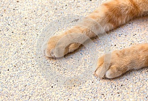 Close up cat foot, Cat`s paws on Stone table.