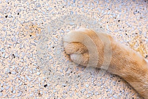 Close up cat foot, Cat`s paws on Stone table.