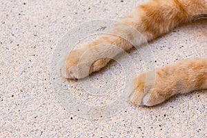 Close up cat foot, Cat`s paws on Stone table.