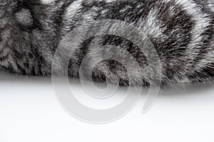 Close-up cat fur texture, grey color for Background, textures an