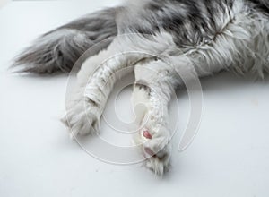 Close-up cat fur texture, grey color for Background, textures and wallpaper