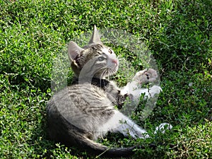 Close up of cat grass - cat purring in the sun