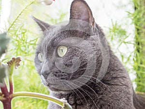 Close up of a cat of the gray blue breed who sits on the windowsill among the flowers and looks away Behind a blurred green