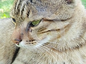 A close up of a cat with green eyes. Tabby cat photo
