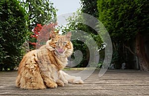 Close up of a cat licking his nose in the garden