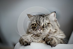 Close up cat looking : low angle