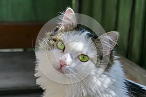 Close-up cat muzzle with big green eyes. Feline, focused look