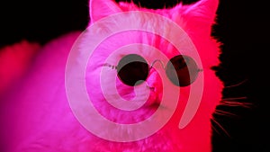 Close-up cat muzzle in black round sunglasses. Animal under colorful neon light. Glamour fashionable fluffy pet, studio