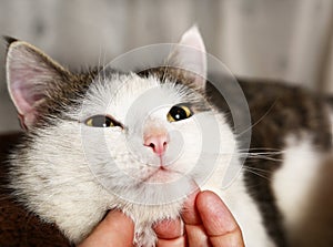 Close up cat muzzle portrait with human stroke fingers