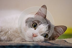 Close up cat nose. Cute white cat laying down a carpet
