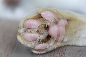 Close-up cat paws on a brown mattress
