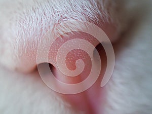 Close up pink nose ragdoll cat. photo