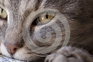 Close up cat purring photo