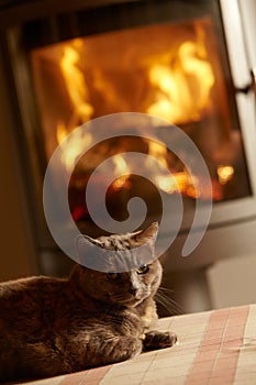 Close Up Of Cat Relaxing By Cosy Log Fire