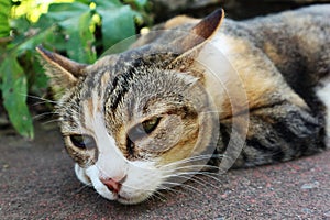 Close Up Of A Cat Relaxing On The Ground