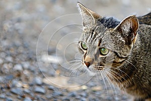 Close Up of a Cat on a Rocky Surface