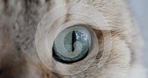Close-up of cat`s blue green eye. Golden British cat. Macro