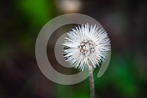 Close up of a cat`s ear flatweed