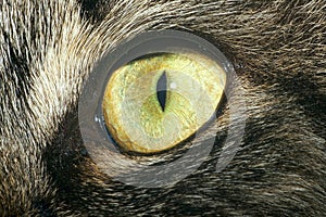 Close-up of cat's eye