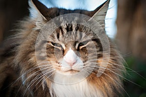 Close-up of a cat`s face outdoor. norwegian forest cat