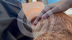 Close-up cat's fur as she is sleeping and enjoying being stroked by her owner. Ginger cat laying on bed beside her