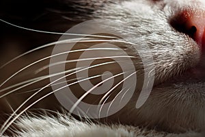 Close up cat`s mouth, nose, chin and whiskers. Macro shoot