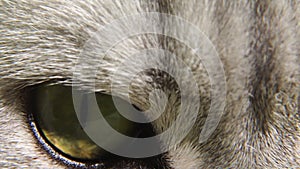 Close-up of a cat's mouth. The Scottish gray cat lowers its head. Close-up - nose and mouth of a cat