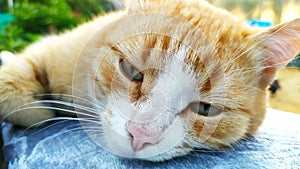Close-up of a cat`s muzzle. Cute portrait of a domestic tabby ginger cat
