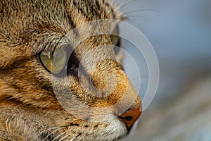 Close-up of a cat\'s muzzle. ?oncept of discovering around world