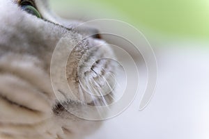 Close-up of a cat& x27;s muzzle. Scottish cat with green eyes.