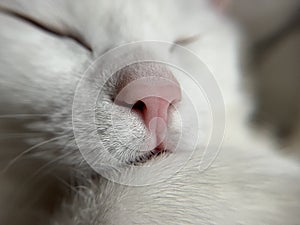 Close-up of a cat's nose