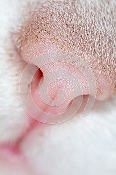 Close-up of a cat\'s nose