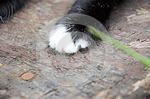 Close-up cat's paw black and white, background