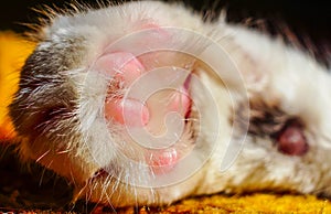 Close up cat`s paw. Cute white cat