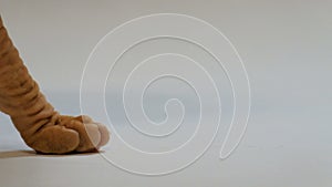 Close-up of a cat`s paw of the Don Sphynx breed on a white background. Copy space.