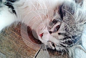 Close up of cat`s whisker