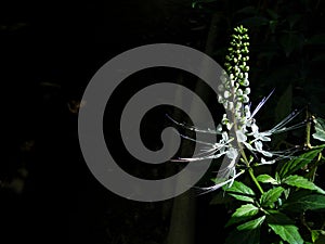 close up of cat's whiskers in dark backgrounds