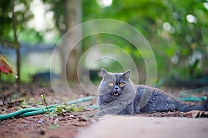 Close up Cat Selective Focus