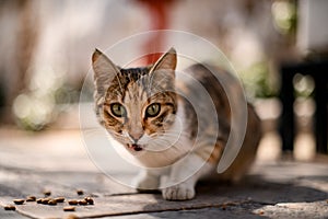 Close-up of cat sits on the pavement and eats cat food on the street