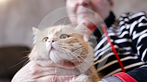 Close-up of a cat sitting in the arms of an elderly octogenarian woman who is sitting on the couch.