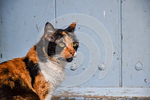 Close-up of a cat sitting in front of a blue door