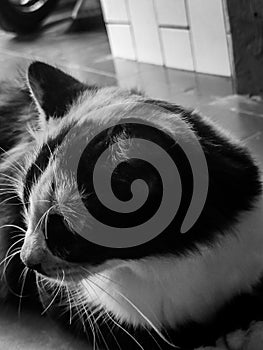 close-up of a cat sitting in front of the house door