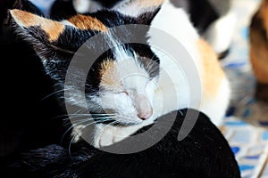 Close up cat sleeping