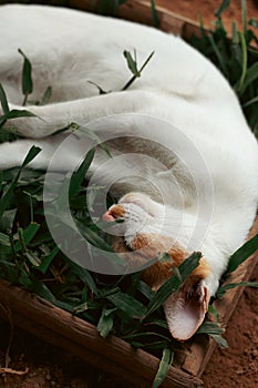 Close up of a Cat Sleeping on a box of Grass