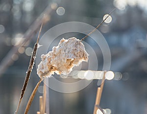 Close-up of Cat Tails Blooming in a Lake Soaked in Sun