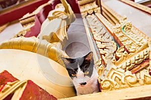 Close up cat in the temple.Phuket.Thailand