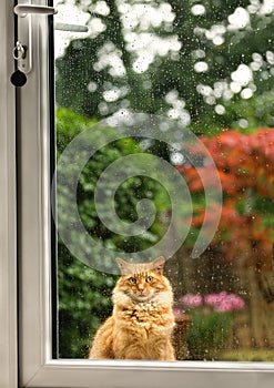 Close up of a cat waiting longingly at the door on a rainy day photo