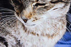 Close up on cat whiskers