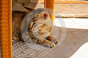 Close up A cat who is sleeping and sitting lazily