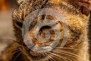 Close up A cat who is sleeping and sitting lazily